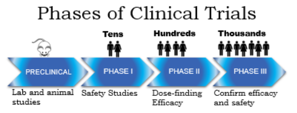 A diagram titled 'Phases of Clinical Trials' showing four sequential blue arrow-shapes labeled Preclinical (lab and animal studies, with a mouse icon), Phase I (Safety Studies, tens of people), Phase II (Dose-finding Efficacy, hundreds), and Phase III (Confirm efficacy and safety, thousands)